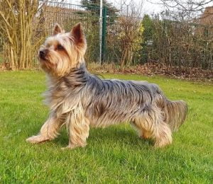 Australian silky terrier