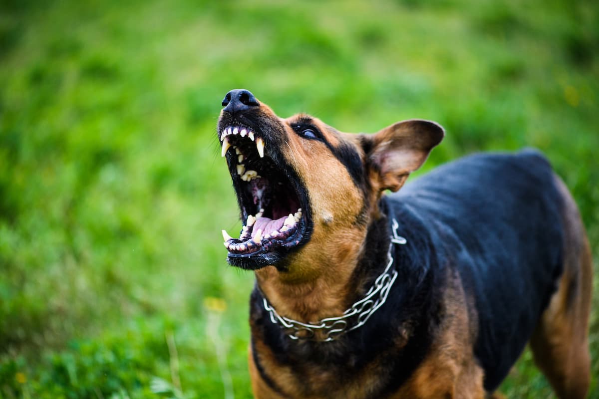 perro agresivo modificacion de conducta canina