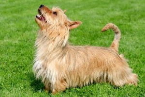 Australian Terrier seitlich (1)
