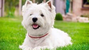 West Highland white terrier