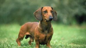 daschund