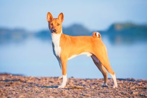 raza de perro basenji