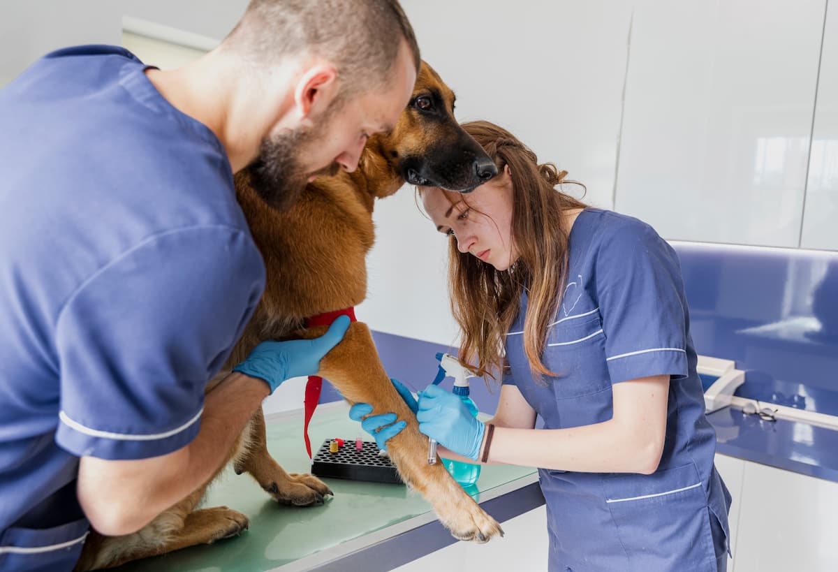 Veterinario jerez 24 horas